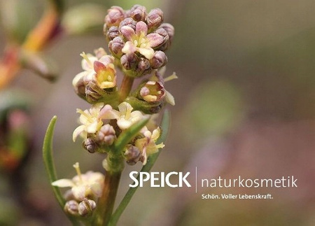 Speick Wellness mydło Lawenda i Bergamotka